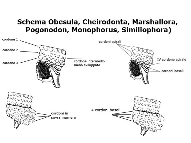 Famiglia Triphoridae, sottofamiglia Triphorinae